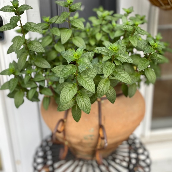 SHOE/BOOT-BOGO 1/2 OFF SALE•see below - Picture 6 of 16